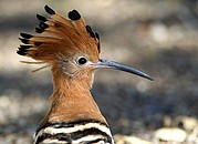 Etosha National Park, Etosha National Park, Namibia