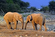 Etosha National Park, Etosha National Park, Namibia