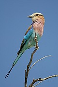 Camara Canon EOS-1D
Lilac-brested roller en su percha
Namibia
ETOSHA NATIONAL PARK
Foto: 9997