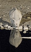 Etosha National Park, Etosha National Park, Namibia