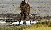 Etosha National Park, Etosha National Park, Namibia