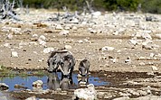 Camara Canon EOS-1D
Macho, hembra y cria de facocero bebiendo en una charca
Namibia
ETOSHA NATIONAL PARK
Foto: 9990