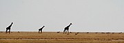 Etosha National Park, Etosha National Park, Namibia