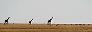 Camara Canon EOS-1D
Jirafas y Springbooks cruzando la gran llanura arida de Etosha, el Etosha Pan
Namibia
ETOSHA NATIONAL PARK
Foto: 9991