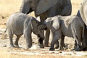 Etosha National Park, Etosha National Park, Namibia