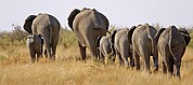 Etosha National Park, Etosha National Park, Namibia