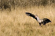 Etosha National Park, Etosha National Park, Namibia