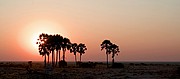 Objetivo 50
Atardecer en Tree Palms
Namibia
ETOSHA NATIONAL PARK
Foto: 9995