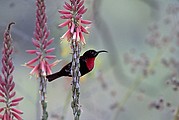 Etosha National Park, Etosha National Park, Namibia