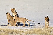 Etosha National Park, Etosha National Park, Namibia