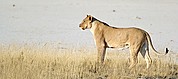 Camara Canon EOS-1D
Leona del grupo familiar de Aroe
Namibia
ETOSHA NATIONAL PARK
Foto: 9999