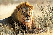 Etosha National Park, Etosha National Park, Namibia