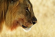 Etosha National Park, Etosha National Park, Namibia