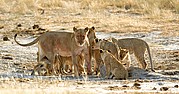 Etosha National Park, Etosha National Park, Namibia