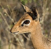 Etosha National Park, Etosha National Park, Namibia