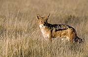 Etosha National Park, Etosha National Park, Namibia