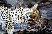 Tsaobis Leopard Nature Park, Leopard Park, Namibia