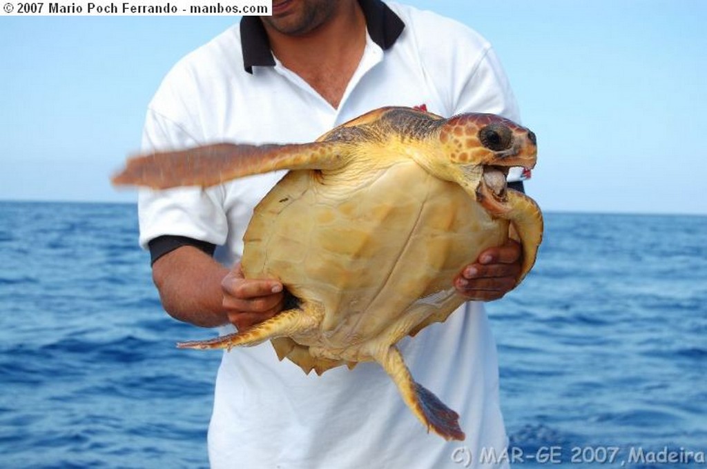 Foto de Funchal, Bahia de Funchal, Madeira, Portugal - Censando tortugas