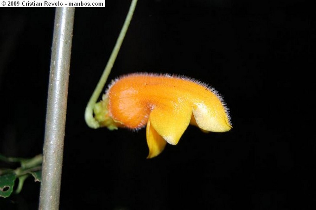 San Gabriel 
Bosque de Arrayanes

Unico en su especie en el Ecuador, ocupa el segundo lugar de otro bosque existente en Bariloche (Argentina). Los robles tienen sus copas en forma de un crculo formando una Catedral maravilla excepcional de este lugar. 


Carchi