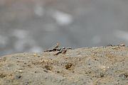 Playas de Atacames, Atacames, Ecuador