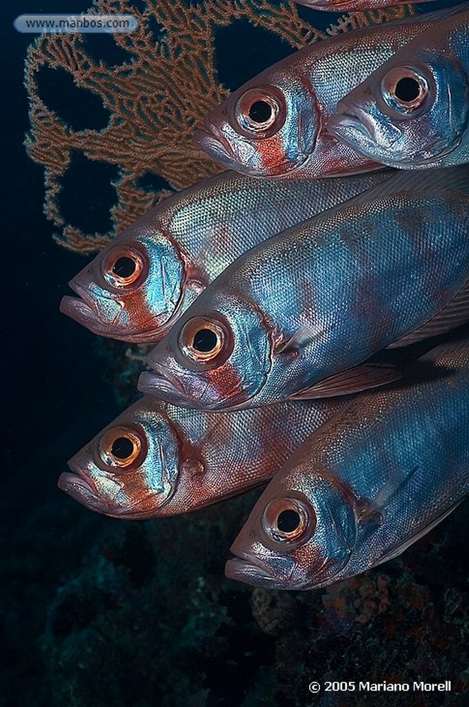 Maldivas
Anthias
Maldivas