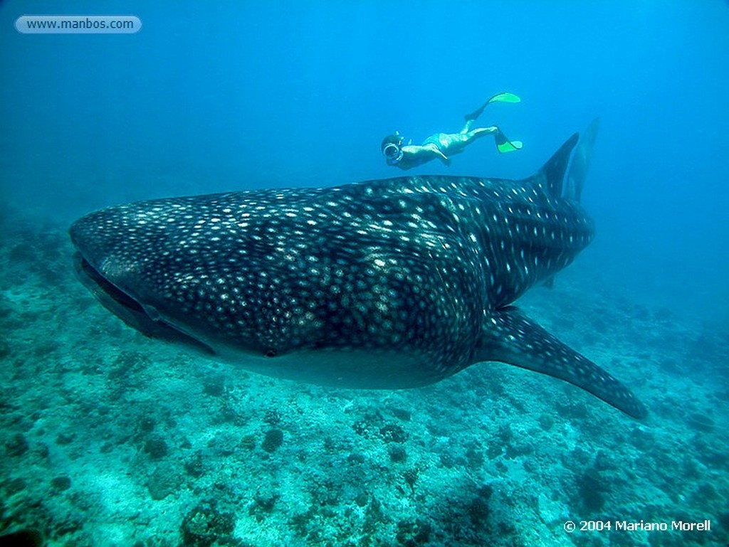 Maldivas
Tiburon Ballena
Maldivas