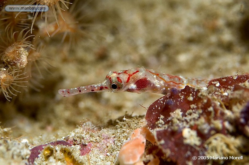 Maldivas
Sargos bandas azules
Maldivas