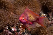 Camara NIKON D70
Anthias
Mardigital en Maldivas
MALDIVAS
Foto: 13764