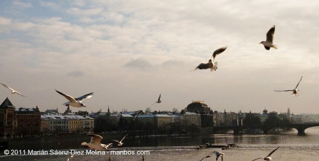 Foto de Praga, Nove Mesto, Republica Checa - Gaviotas acechando