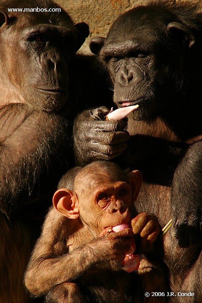 Zoo de Barcelona
Barcelona