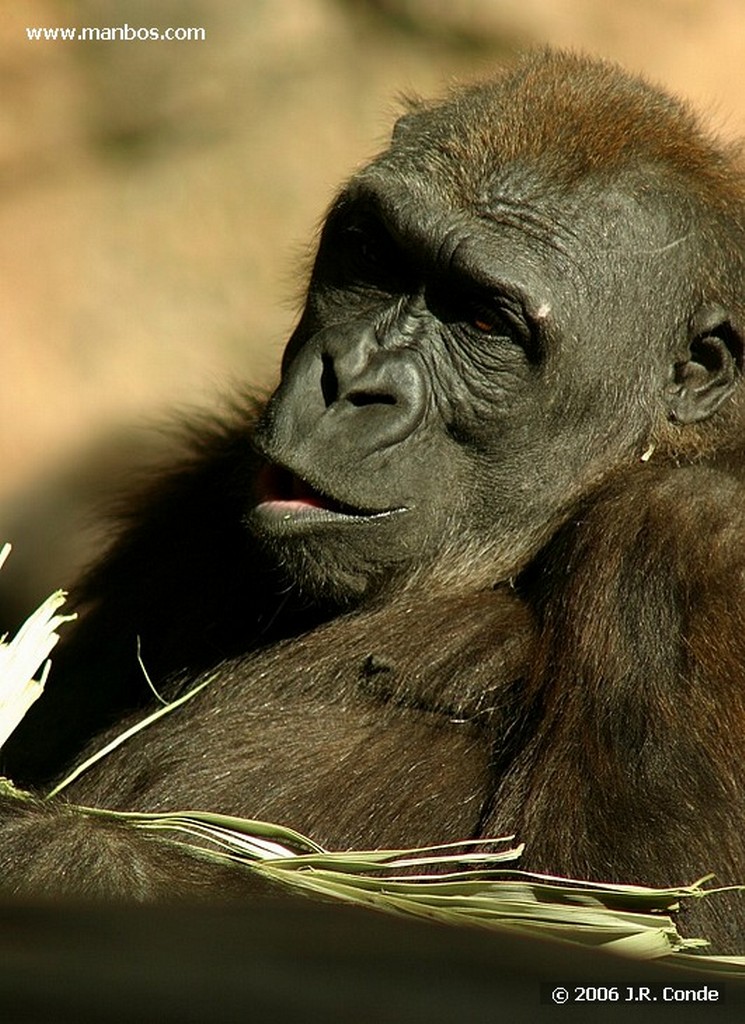 Zoo de Barcelona
Barcelona