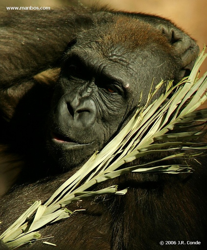 Zoo de Barcelona
Barcelona