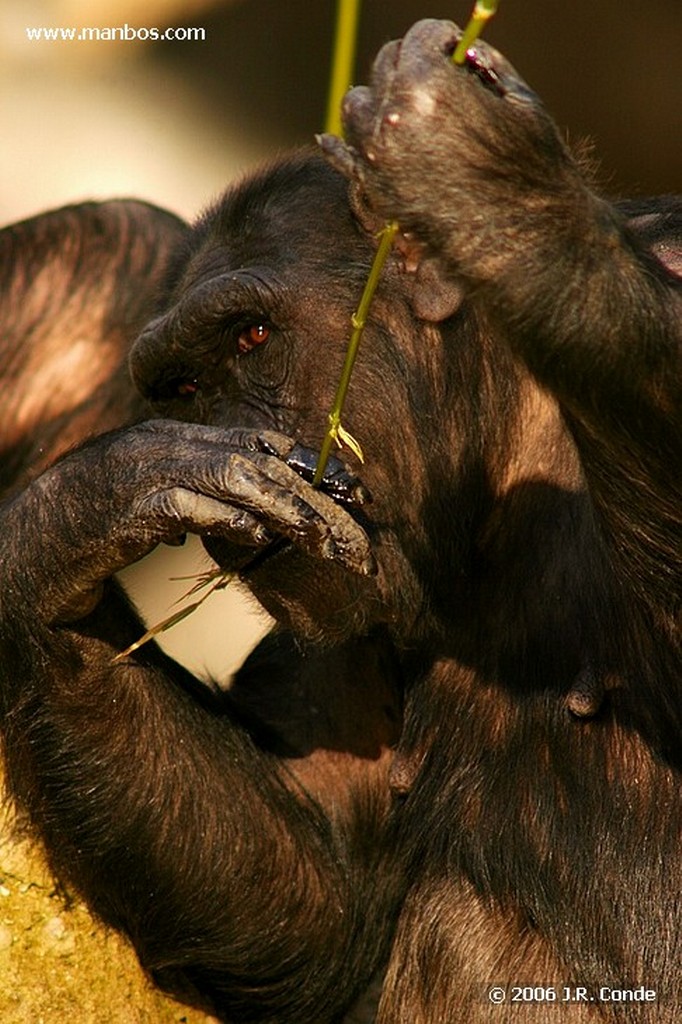 Zoo de Barcelona
Barcelona