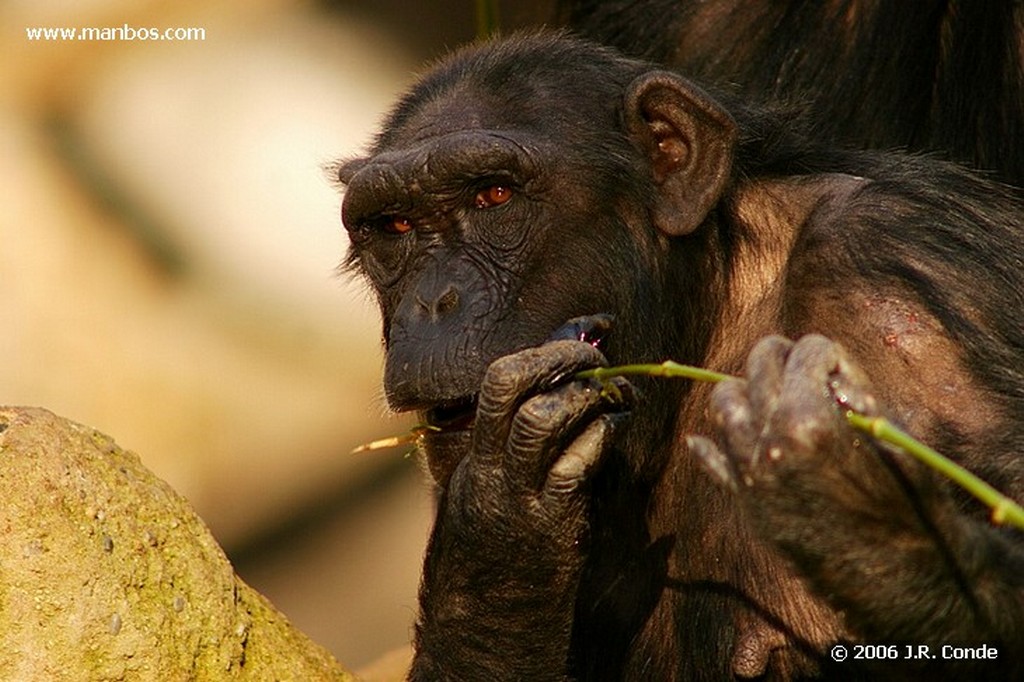 Zoo de Barcelona
Barcelona