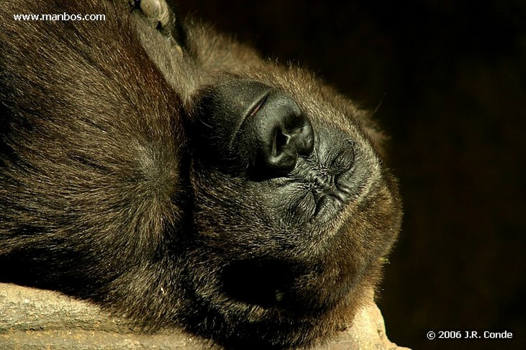 Zoo de Barcelona
Barcelona