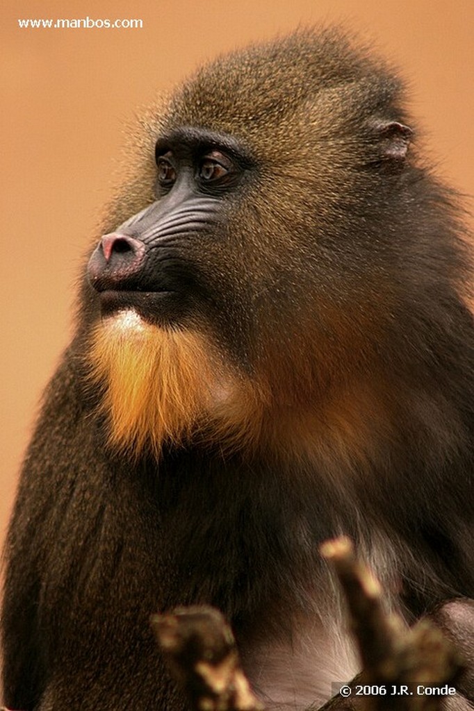 Zoo de Barcelona
Barcelona