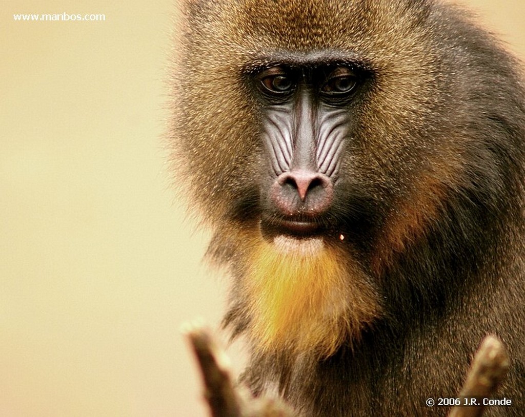 Zoo de Barcelona
Barcelona