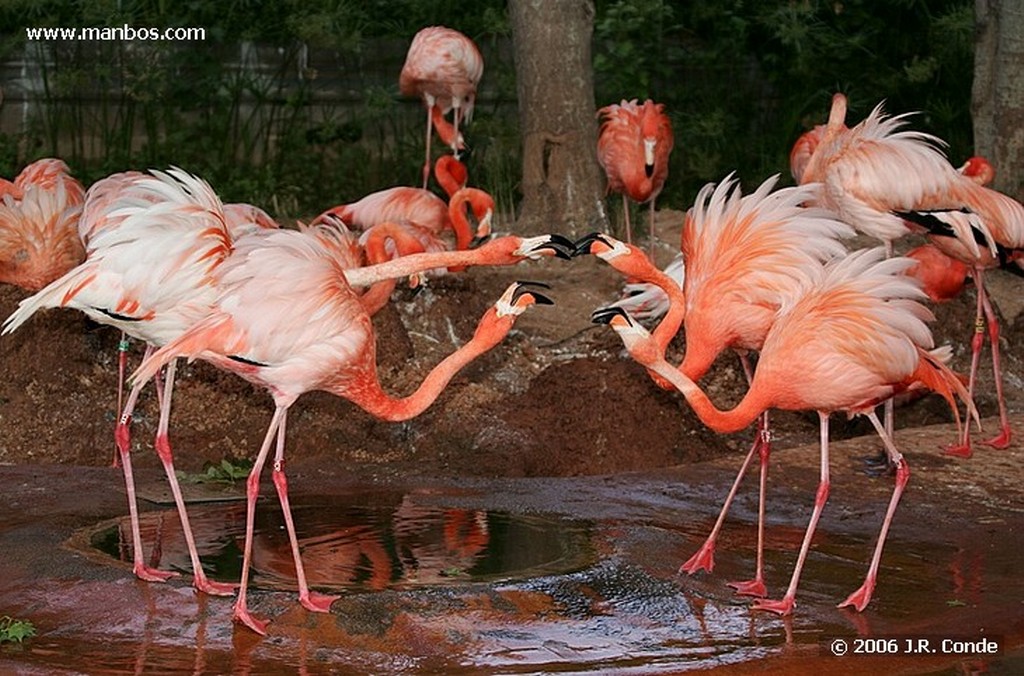 Zoo de Barcelona
Barcelona