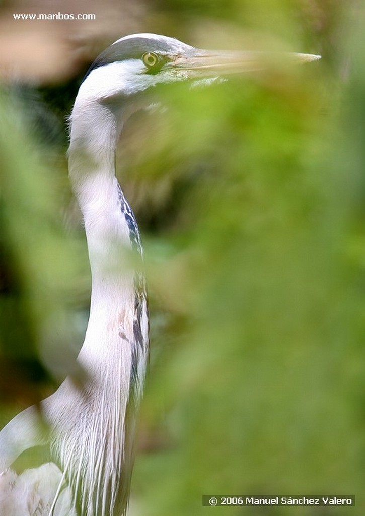 Zoo de Barcelona
TIPICO
Barcelona