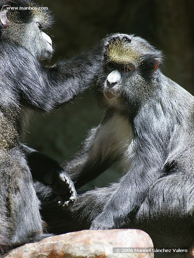 Zoo de Barcelona
CHIMPANCES

Barcelona