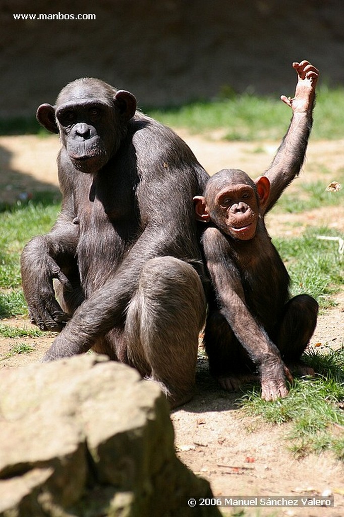 Zoo de Barcelona
CABRA IBERICA EN REPOSO
Barcelona