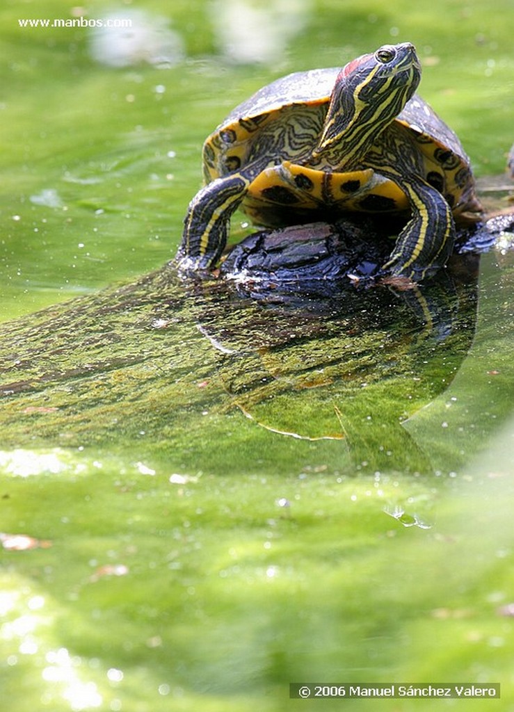 Zoo de Barcelona
GORILA
Barcelona