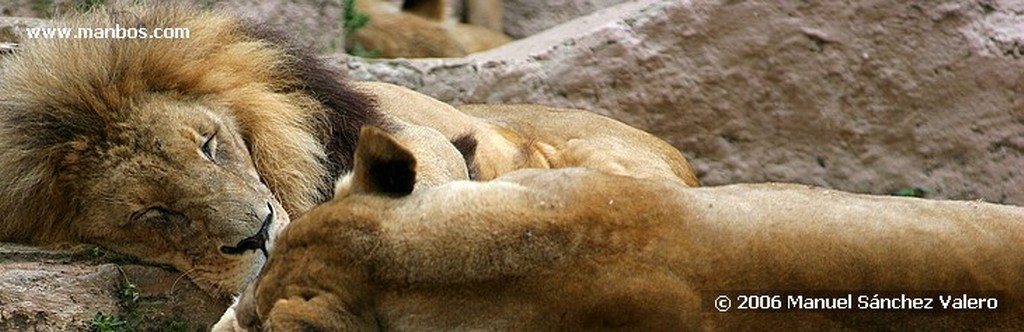 Zoo de Barcelona
TIGRE RECLAMANDO

Barcelona