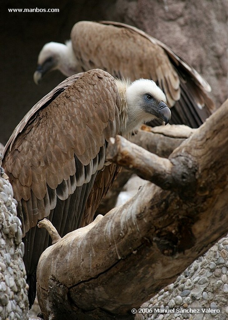 Zoo de Barcelona
BUITRE COMUN PRESENCIA
Barcelona