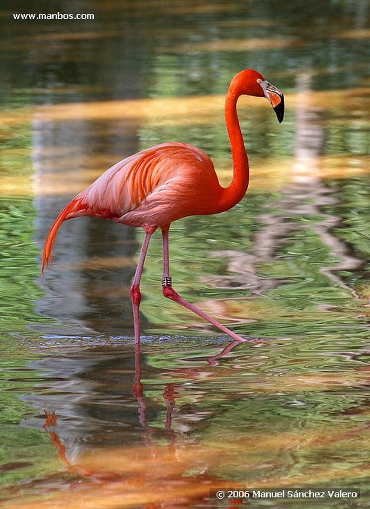 Zoo de Barcelona
PELICANO DE PASEO
Barcelona