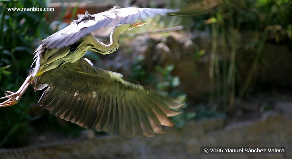 Zoo de Barcelona
GARZA DE CAZA
Barcelona