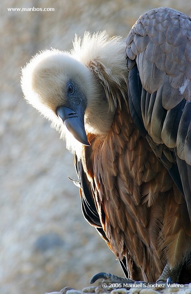 Zoo de Barcelona
CORTEJO DEL PAVO REAL
Barcelona