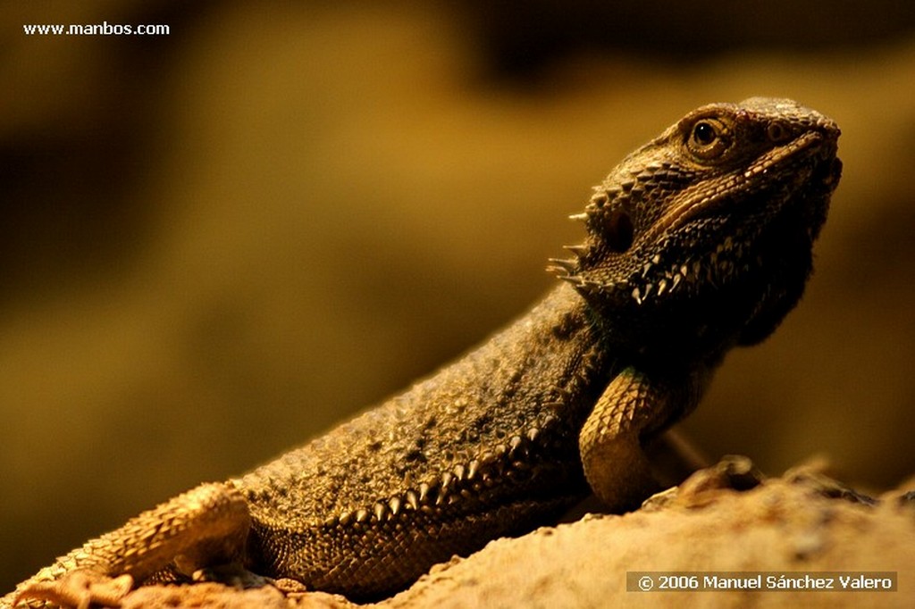 Zoo de Barcelona
COCODRILO COCOLISO DOS
Barcelona