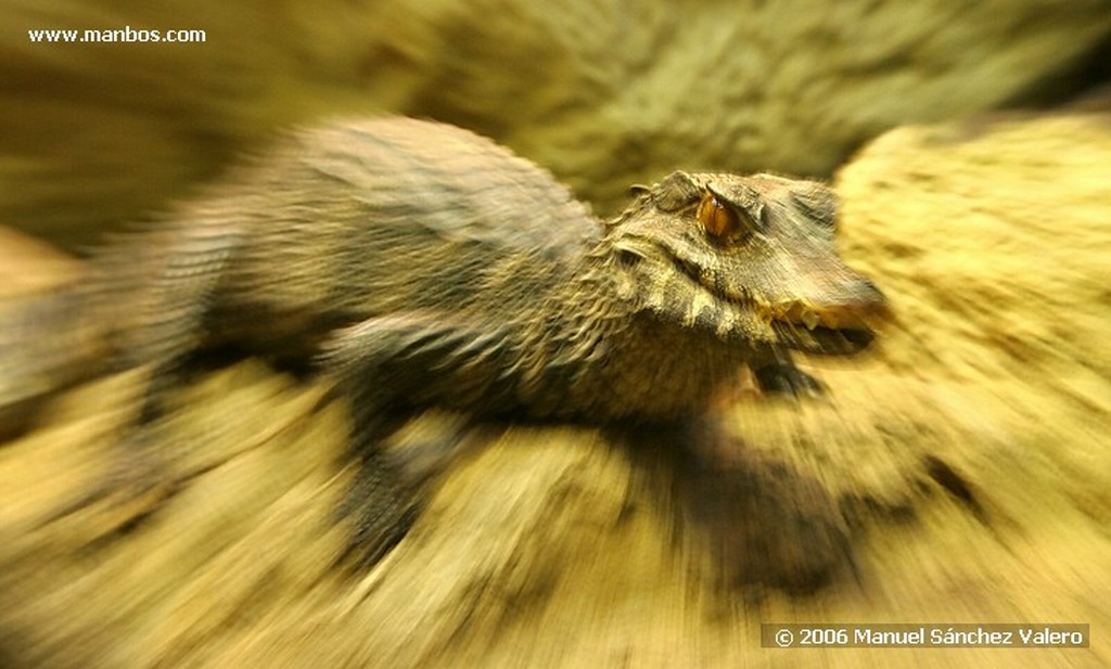 Zoo de Barcelona
COCODRILO COCOLISO
Barcelona