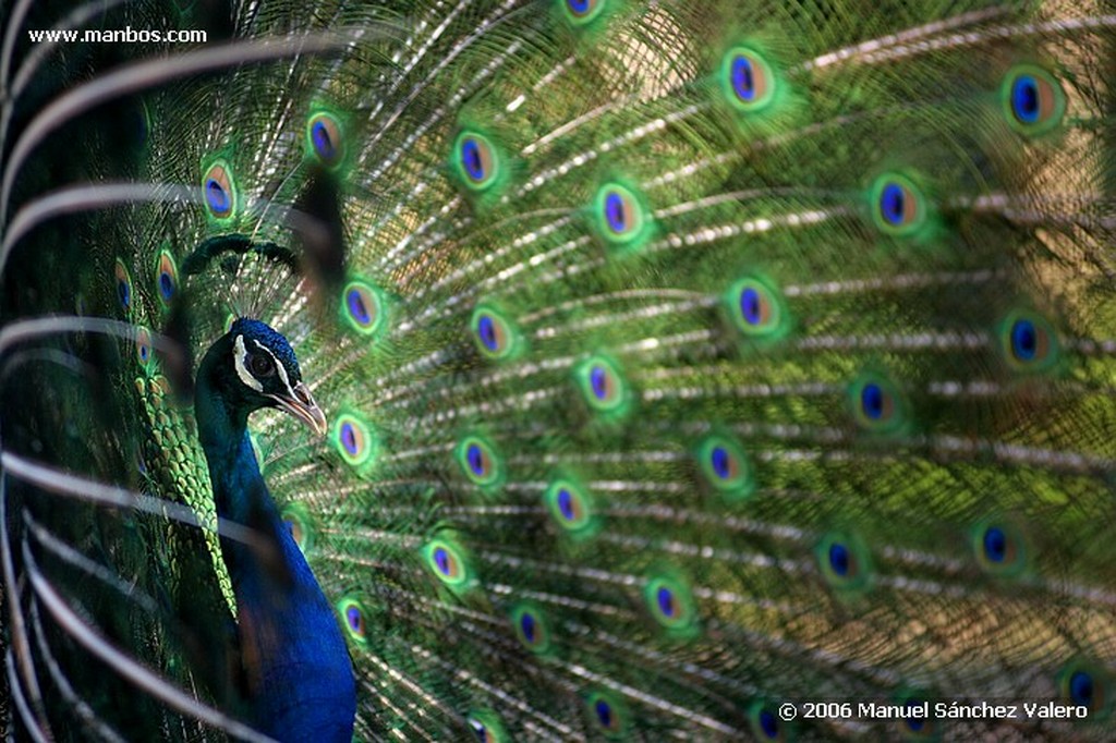 Zoo de Barcelona
GRULLA DAMISELA
Barcelona